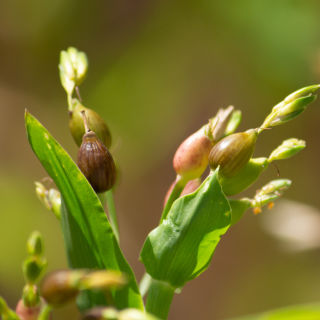 ハトムギ発酵液