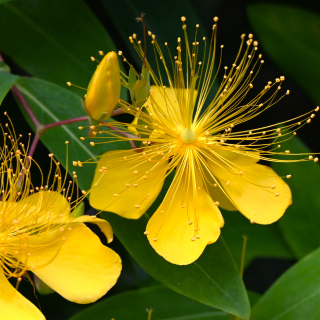 ハーバルリペアエッセンス