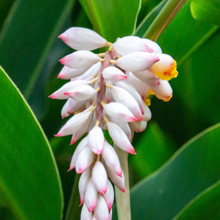 ピュアブライトエッセンス