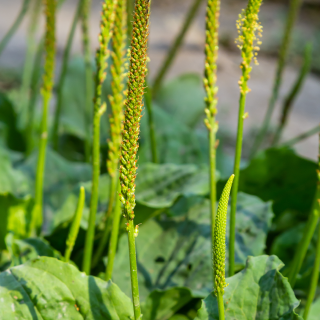 セイヨウオオバコ種子エキス