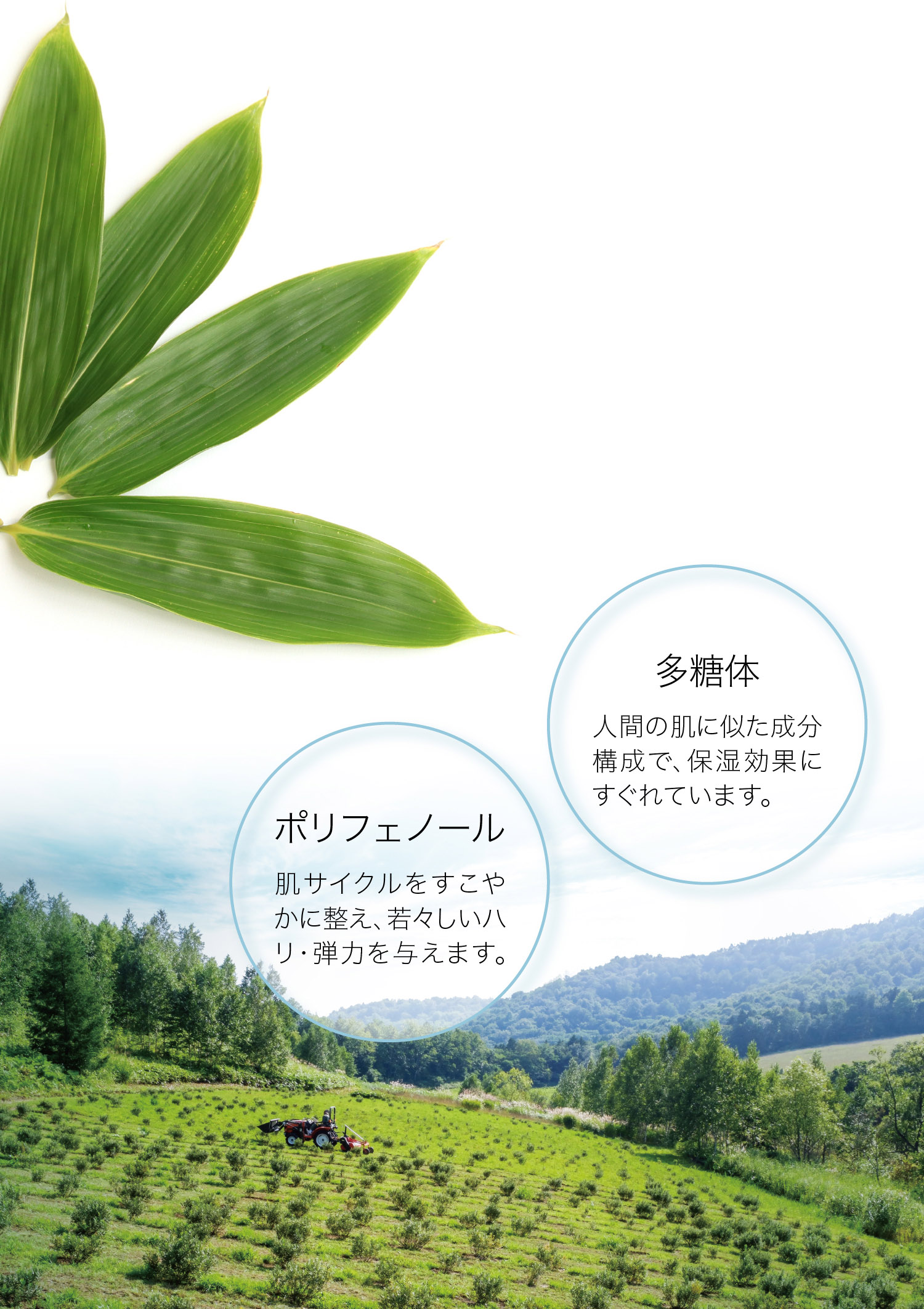 新発売 リキッドファンデーション 製品紹介 Maison Lexia メゾンレクシア 公式サイト 化粧品 革製品 香水