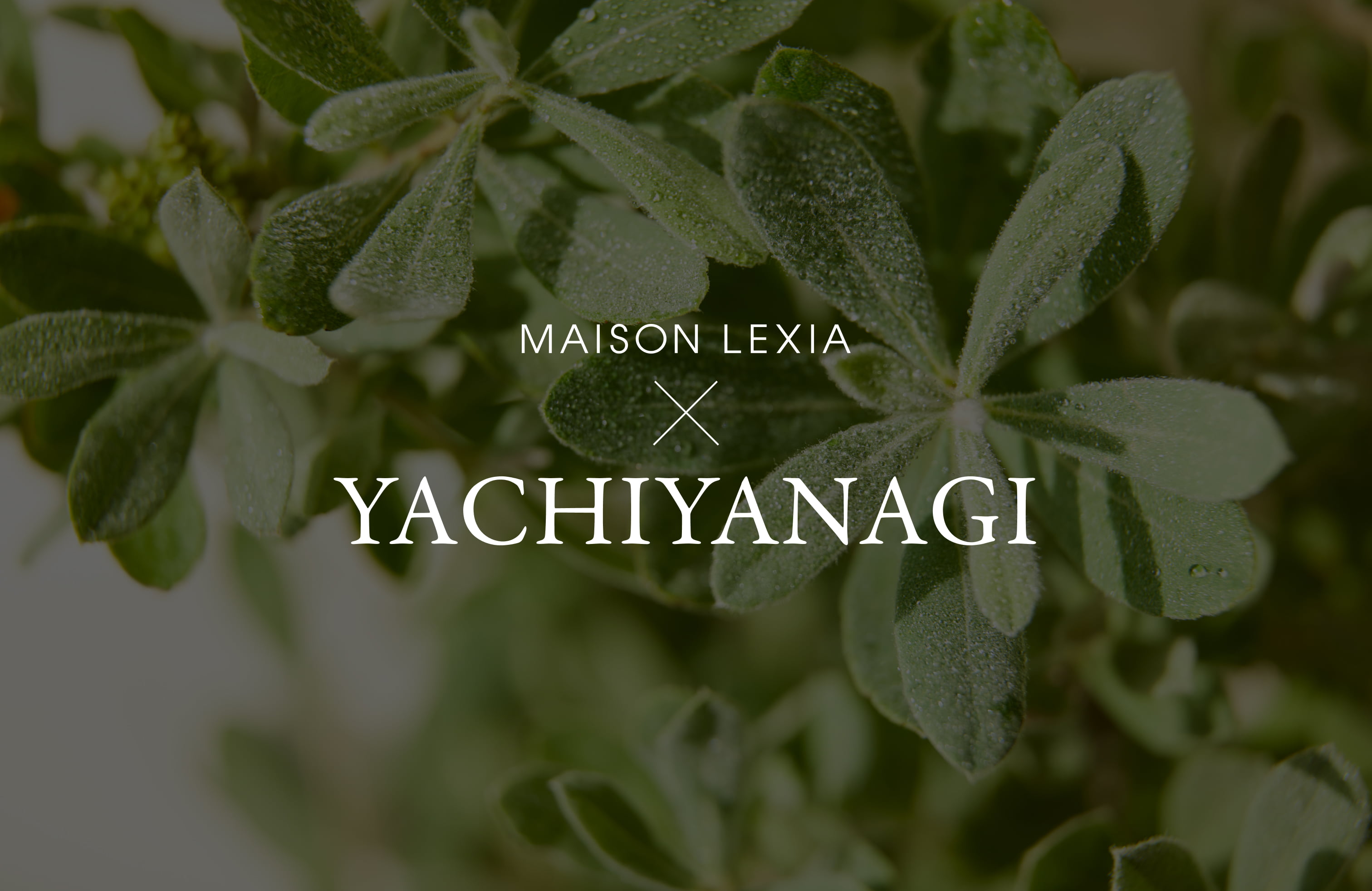 MAISONLEXIA × YACHIYANAGI