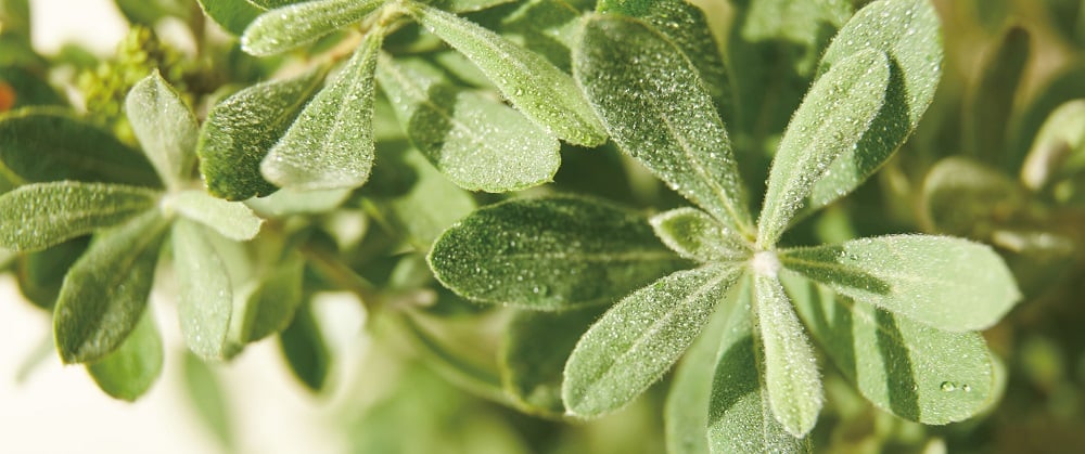 いま話題の稀少植物ヤチヤナギとは？そのすごい美容効果を、研究者に聞いた