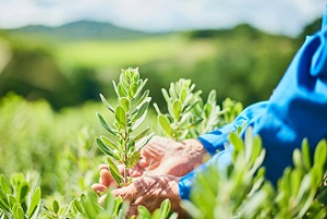 神秘の植物ヤチヤナギ