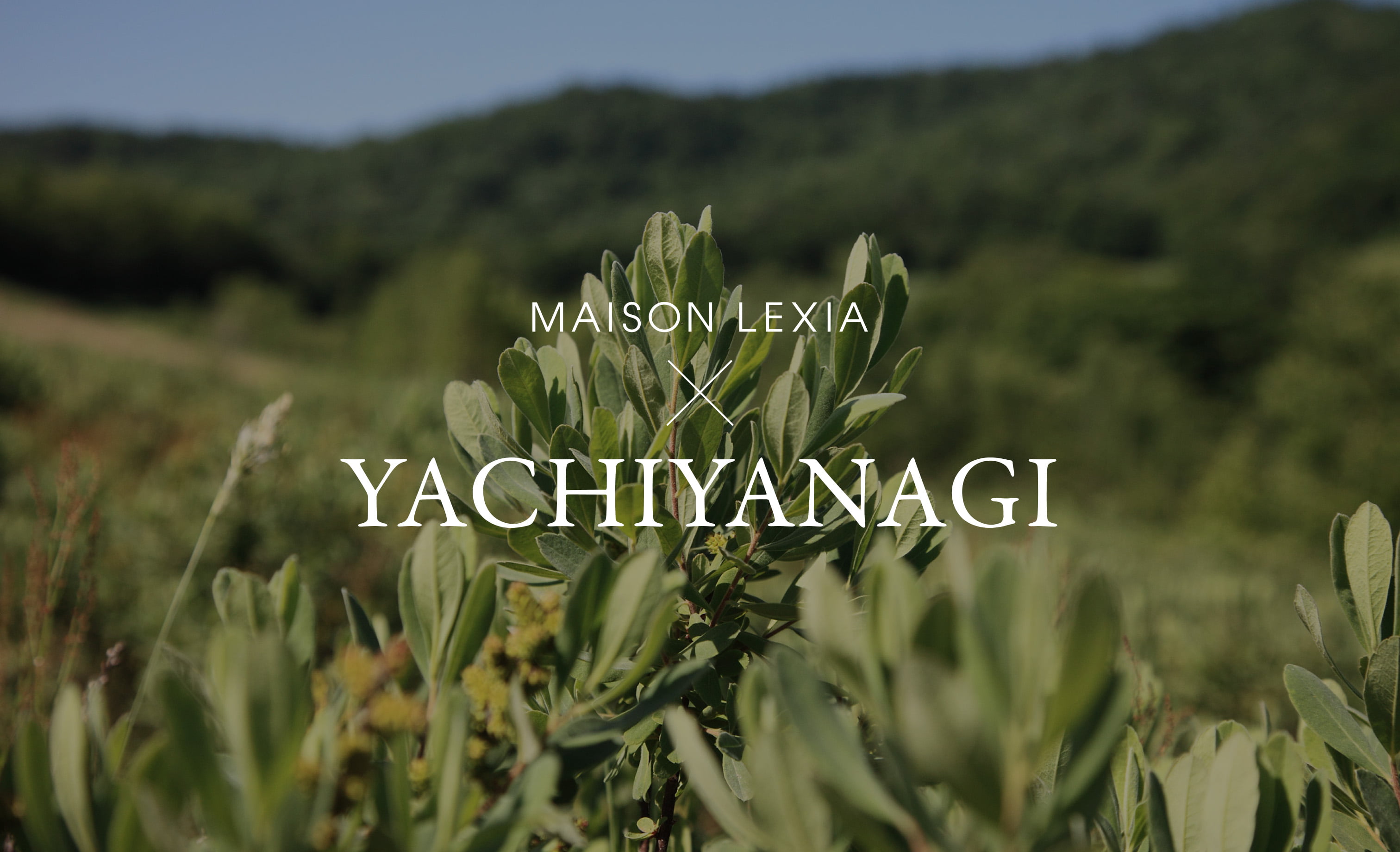 MAISONLEXIA × YACHIYANAGI